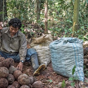 3_Amazonia PERU Cabify aplica pionera tecnología de blockchain para combatir el cambio climático, como única app de movilidad neutra en carbono en Perú