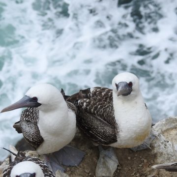 DSCN0373 Desde hoy se reinician actividades turísticas en las islas Guañape como destino de naturaleza bioseguro en la Libertad