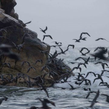 Foto 4 Monitoreo de Camisea registró más de 14.5 millones de aves de 148 especies en la Reserva Nacional Paracas