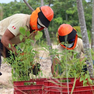 Guardaparques en la zona de reforestación de Tambopata Día del Guardaparque peruano: estos son los destinos de naturaleza que reanudarán actividades turística