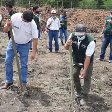 NP SL 02 Ministerio de Desarrollo Agrario y Riego lanzó campaña oficial de siembra de pastos que dinamizará economía de más de 3000 familias del campo en regiones de San Martin y Lambayeque