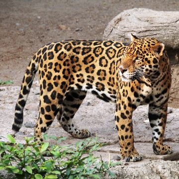 jaguar-1727406_1280 “Jaguaryú”, una campaña de WCS para sensibilizar sobre la importancia del felino más grande de América