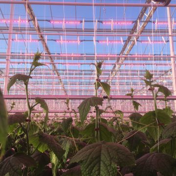 Imagen (3) ¿Cómo la iluminación LED mejora la disponibilidad de alimentos y el rendimiento de los cultivos?