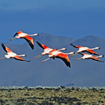 RN de Paracas - Christian Quispe Sernanp inicia actualización de estrategia nacional de Áreas Naturales Protegidas al 2050