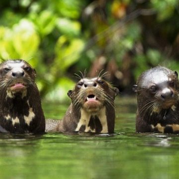 Cambio climático Cambio climático: Estas son las consecuencias del calentamiento global en el Perú