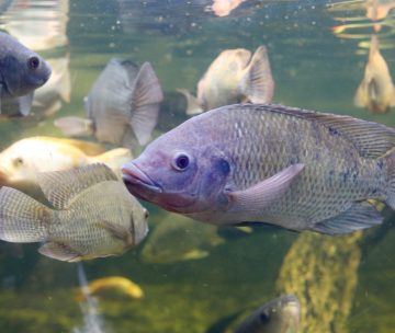Signify tilapia 4 Las nuevas luminarias para peces de Signify aumentan el crecimiento y mejoran la relación de conversación aprovechando la energía solar