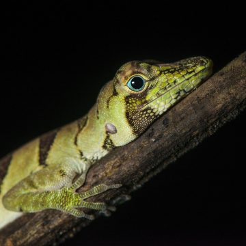 A lizard in the Yaguas, Peru. © Daniel Rosengren Premio alemán de conservación distingue al jefe del parque Nacional Yaguas