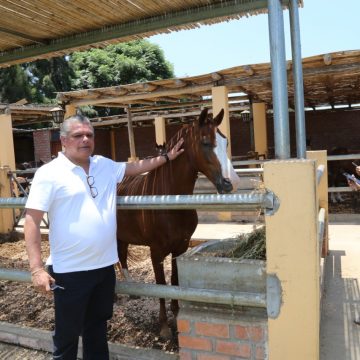 Jueza ordena reabrir Asociación Cultural del Caballo Peruano de Paso en Surco