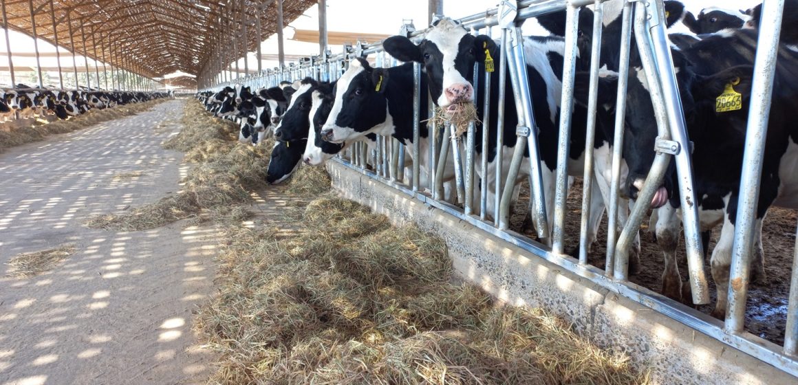 Vacas alimentandose Importación de más de 2.000 toneladas de soya por parte de Leche Gloria mitigará crisis de ganaderos