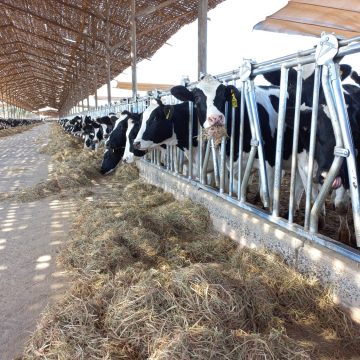 Importación de más de 2.000 toneladas de soya por parte de Leche Gloria mitigará crisis de ganaderos