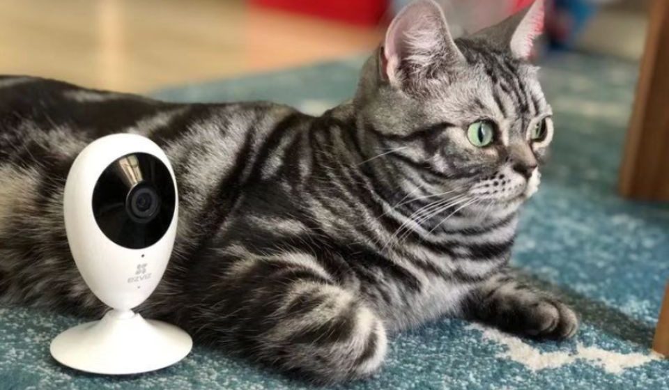 3 razones para celebrar San Valentín con tu mascota