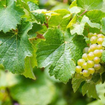 riesling-g3679b67be_1280 BASF refuerza su compromiso con el desarrollo agrícola de Perú realizando una nueva versión del Congreso Internacional de uva de mesa en Ica