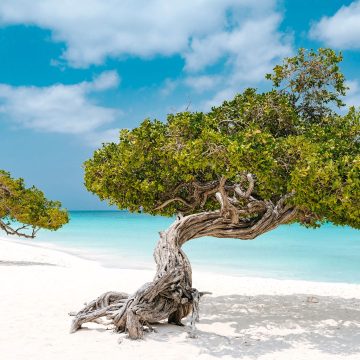 Foto NP Aruba Aruba: 5 motivos para visitar la isla feliz en el 2024