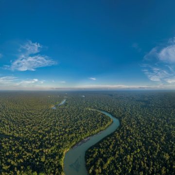 Amazonía Día de la tierra: ¿Sabías que puedes adoptar un árbol y ayudar con su preservación?