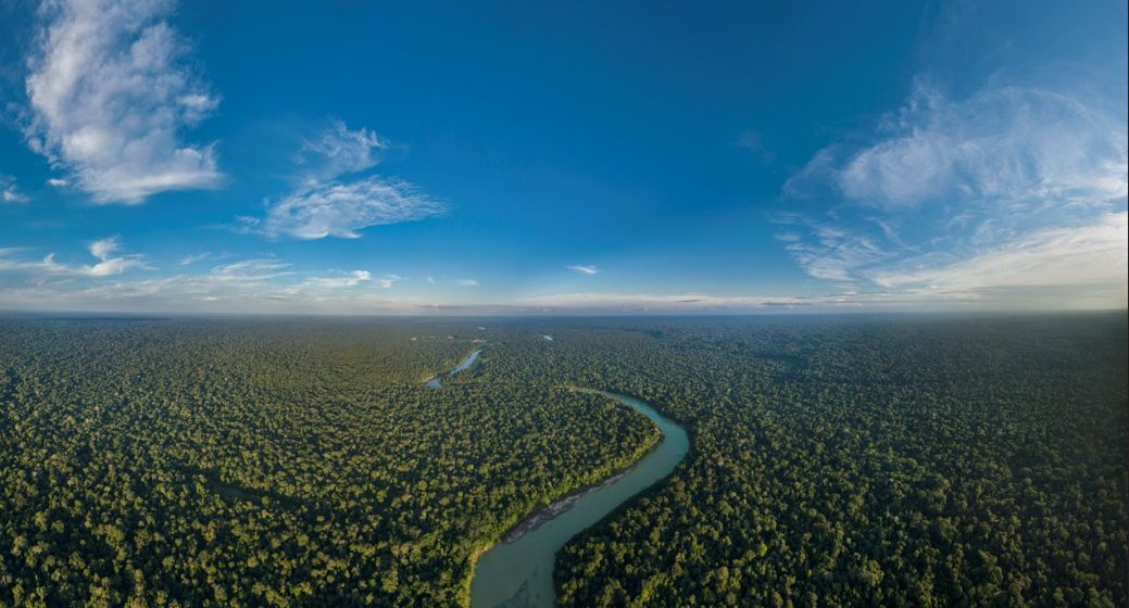 Día de la tierra: ¿sabías que puedes adoptar un árbol y ayudar con su preservación?