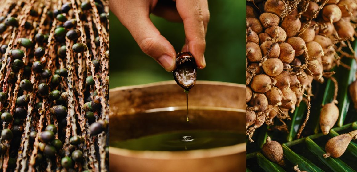 Fruto Patauá Patauá: Conoce los beneficios del fruto amazónico para el cuidado del cabello