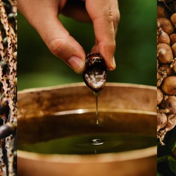Patauá: Conoce los beneficios del fruto amazónico para el cuidado del cabello