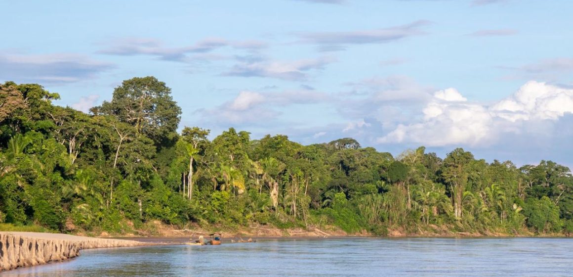 Día Internacional de los Bosques Tropicales (1) Día Internacional de los Bosques Tropicales: Cinco acciones para proteger el corazón del planeta
