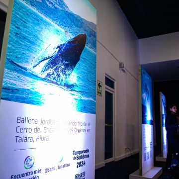 Lanzamiento temporada de ballenas3 PROMPERÚ anuncia el inicio de la temporada de avistamiento de ballenas en las regiones de Piura y Tumbes