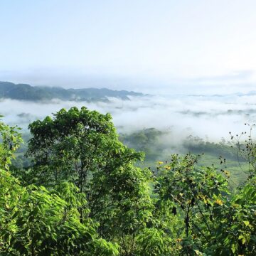 NP_Conoce 4 bioactivos que cuidan tu piel Día de la Amazonía Peruana: conoce 4 bioactivos que ayudan al cuidado de la piel