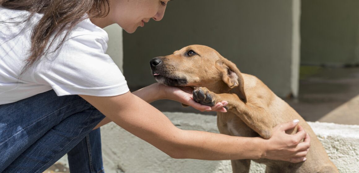 perro rescatado siendo cariñado Adopción responsable: ¿qué es lo que debes tener en cuenta antes de tener una mascota?