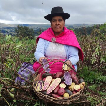 En el Día Internacional de la Papa, Tiyapuy rinde homenaje a nuestras Joyas de los Andes y a quienes las cultivan