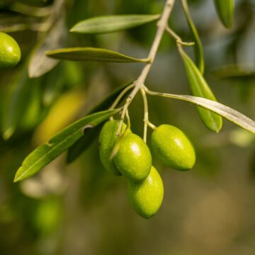 Día Internacional del Olivo: Tres formas de aprovechar al máximo el aceite de oliva en tu vida diaria