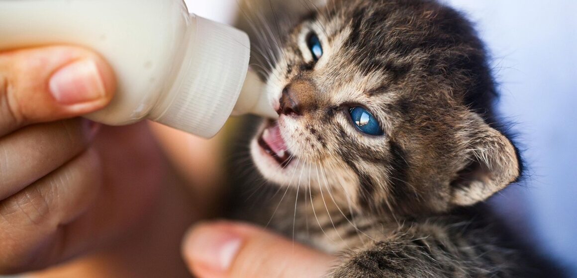 ¿Acabas de adoptar un gato cachorro y no sabes cómo alimentarlo?  3 nutrientes que no pueden faltarle