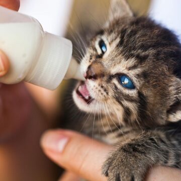 WhatsApp Image 2026-03-13 at 10.38.23 PM ¿Acabas de adoptar un gato cachorro y no sabes cómo alimentarlo? 3 nutrientes que no pueden faltarle