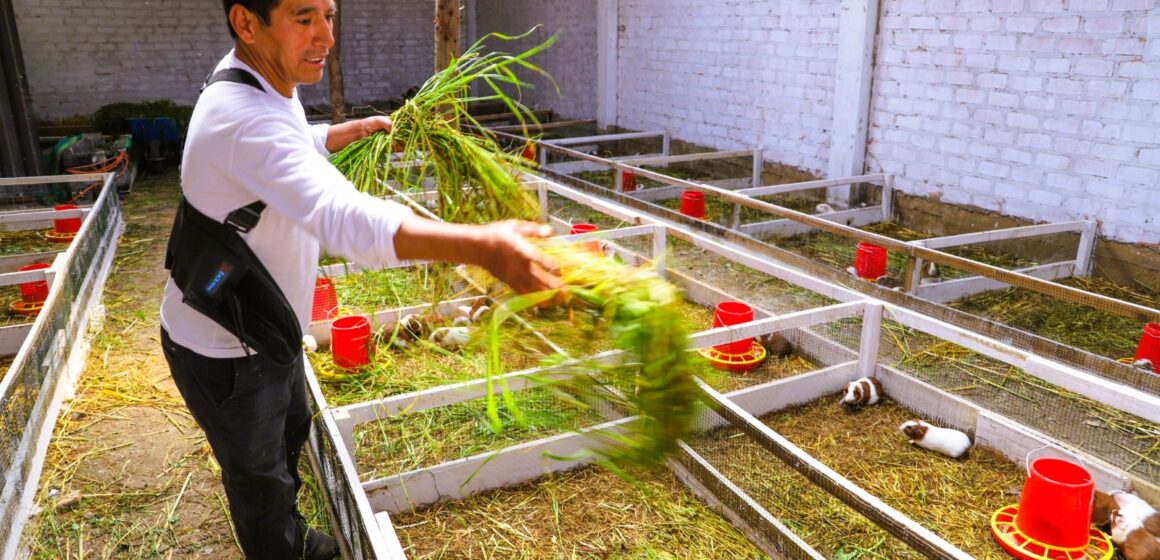 Día del Campesino: productor de Junín transforma la crianza de cuyes en una historia de progreso familiar