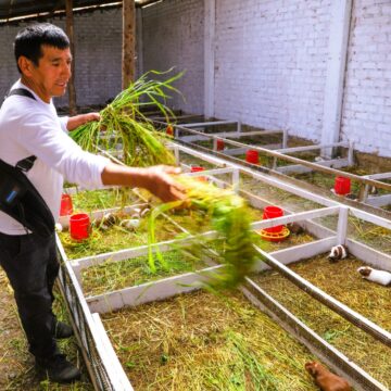 Día del Campesino: productor de Junín transforma la crianza de cuyes en una historia de progreso familiar