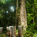 El Grupo Prosegur refuerza su programa de compensación de emisiones al apoyar un proyecto de la ONU para conservar más de 724.000 hectáreas de la Amazonia peruana