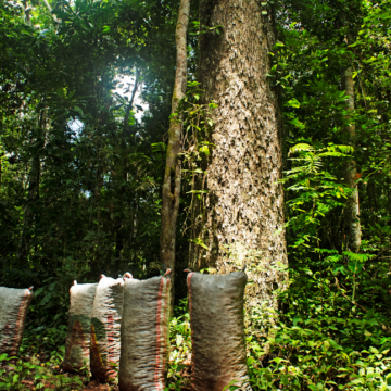 El Grupo Prosegur refuerza su programa de compensación de emisiones al apoyar un proyecto de la ONU para conservar más de 724.000 hectáreas de la Amazonia peruana