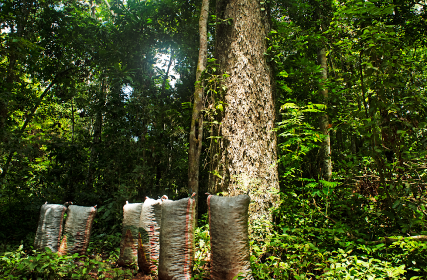 Compensación emisiones_2 (1) El Grupo Prosegur refuerza su programa de compensación de emisiones al apoyar un proyecto de la ONU para conservar más de 724.000 hectáreas de la Amazonia peruana