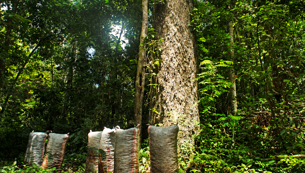 Compensación emisiones_2 (1) El Grupo Prosegur refuerza su programa de compensación de emisiones al apoyar un proyecto de la ONU para conservar más de 724.000 hectáreas de la Amazonia peruana