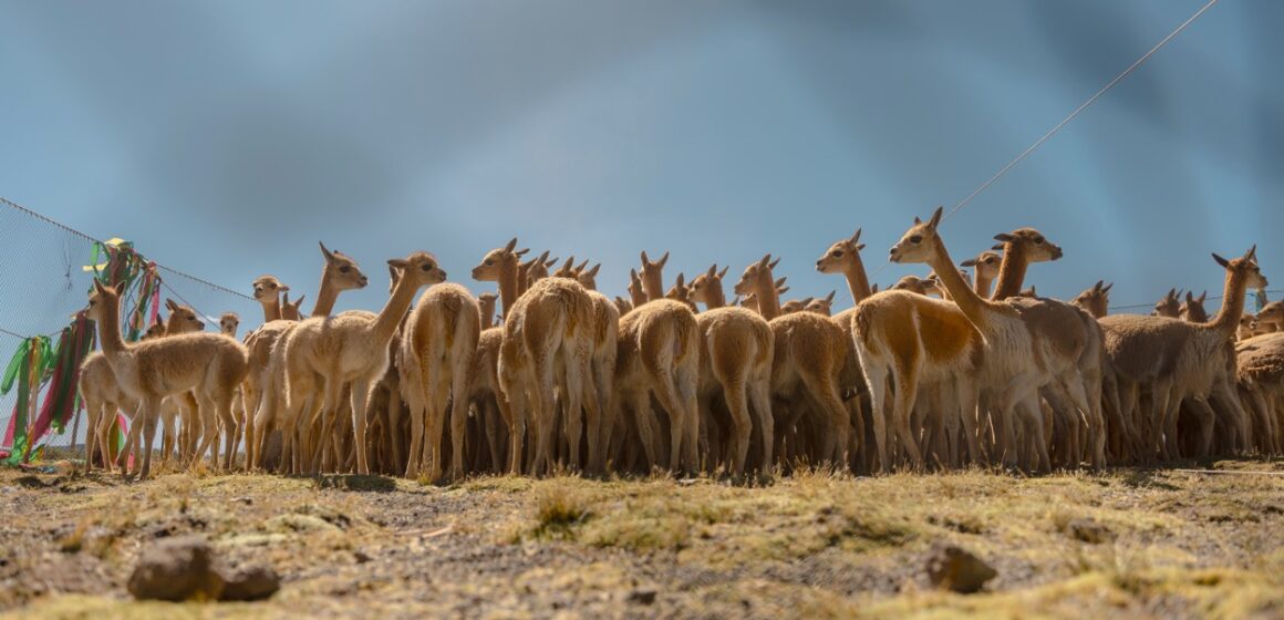 De Los Andes a la prenda: la historia detrás de KUNA Vikuna